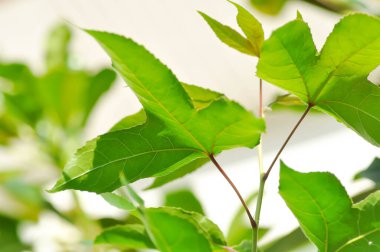 Akçaağaç yaprağı, akçaağaç yaprağı ya da yeşil yaprak ya da bahçedeki acer sakarum bataklığı