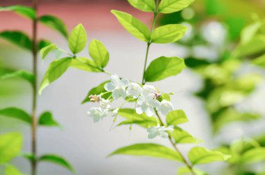 Wrightia Reliosa, APOCYNACEAE Ağaçta beyaz çiçekli