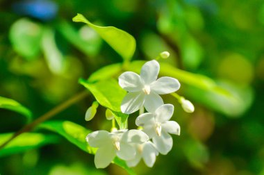 Wrightia Reliosa, APOCYNACEAE Ağaçta beyaz çiçekli