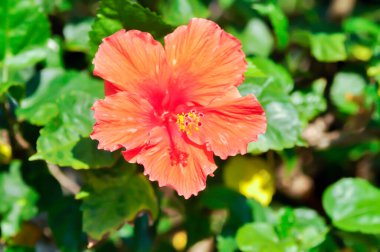 Çin gülü veya Hibiscus veya Hibiscus rosa sinensis veya Hibisceae veya Malvaceae, kırmızı amber çiçeği veya kırmızı çiçek