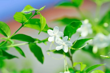 Wrightia Reliosa, APOCYNACEAE Ağaçta beyaz çiçekli
