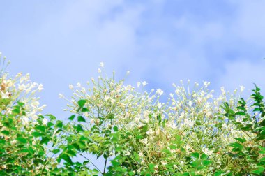 Mantar ağacı, Hint mantar ağacı veya Millingtonia hortensis Linn veya BIGNONIACEAE veya beyaz çiçek ve gökyüzü arkaplanı
