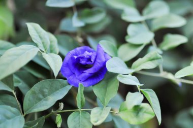 güvercin kanatları, Mavi bezelye sarmaşığı ya da Klitorya ternateası ya da kelebek bezelyesi, mavi bezelye çiçeği ya da mor çiçek ya da menekşe çiçeği