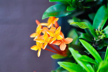 Ixora chinensis Lamk, Ixora spp veya Zephyranthes veya Batı Hint Jasmine ve portakal çiçeği bahçede