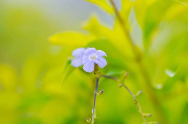 Durantaerecta L, Sky Flower veya VERBENACEAE veya Golden Dewdrop veya mor çiçek