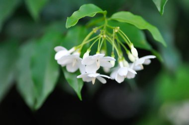 Wrightia Reliosa, APOCYNACEAE Ağaçta beyaz çiçekli