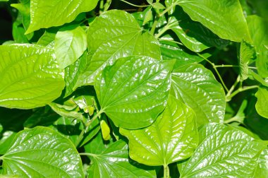 Vahşi Betel Yaprağı, Piper Sarmentosum Roxb veya Piper Lolot bahçede