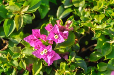 Bougainvillea ya da kağıt çiçek, pembe kağıt çiçek ya da fuşya çiçeği.