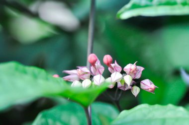Kanayan kalp sarmaşığı veya papaz tomsoniae Balf veya Bag çiçeği veya LAMIACEAE veya kırmızı çiçek veya bahçede pembe çiçek