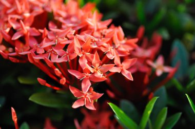 Ixora chinensis Lamk, Ixora spp or Zephyranthes or West Indian Jasmine or red Ixora or red flower