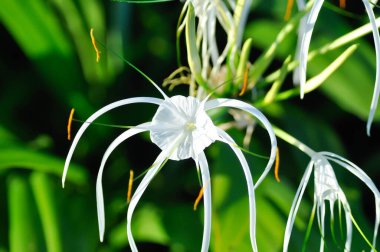 Beach Spider Lily, Giant Lily veya Hymenocallis littoralis veya Hymenocallis littoralis Salisb veya Spider Lily veya amiaryllidaceae veya White flower