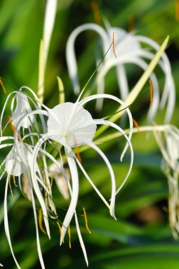 Beach Spider Lily, Giant Lily veya Hymenocallis littoralis veya Hymenocallis littoralis Salisb veya Spider Lily veya amiaryllidaceae veya White flower