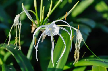 Beach Spider Lily, Giant Lily veya Hymenocallis littoralis veya Hymenocallis littoralis Salisb veya Spider Lily veya amiaryllidaceae veya White flower