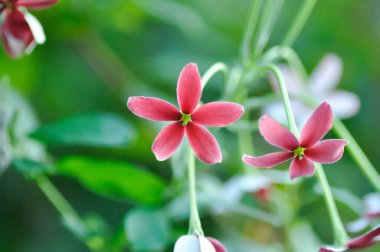 Rangoon Creeper, Chinese honey Suckle or Drunken sailor or Combretum indicum plant or pink flower in the garden