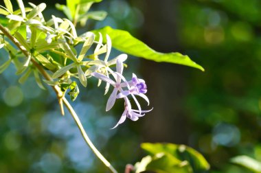Zımpara kağıdı sarmaşığı, Mor çelenk veya Queens çelengi veya mor çiçek veya menekşe çiçeği