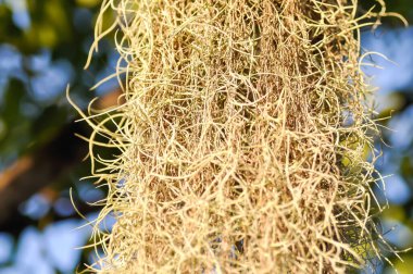 Tillandsia usneoides, İspanyol yosunu veya BROMELIACEAE Bahçede