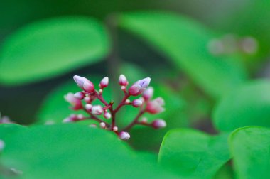 Averrhoa carambola L, Averrhoaceae veya Carambola veya Oxalidaceae veya Star Apple çiçeği veya ağaçta çiçekli Star Fruit