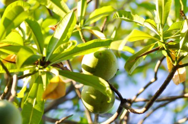 Cerbera Odollam Gaertn veya Apocynaceae veya pong pong ve tohum veya ağaç üzerindeki ürün