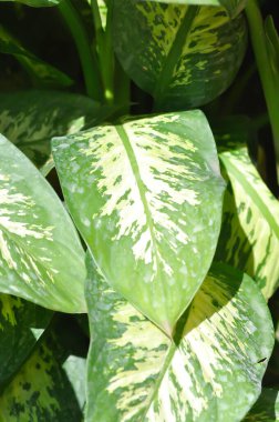 Tropic Snow,araceae or Dieffenbachia amoena or dieffenbachia seguine or Dumb cane or bicolor plant or white and green leaf