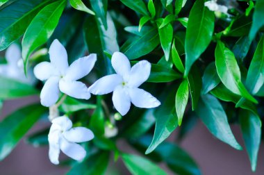 Cape Jasmine, Gardenia Jasminoides veya Gardenya veya Crepe Jasmine veya Arctic Snow veya Samanyolu veya Kar Tanesi veya RUBIACEAE veya bahçede beyaz çiçek