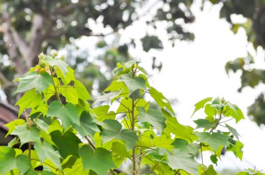Hibiscus mutabilis  L ,  Cotton rose or Confederate rose or   Malvaceae and flower