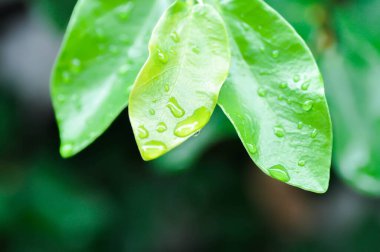 Ficus pumila veya tırmanma inciri veya moraseAE ve yağmur damlası veya çiy damlası