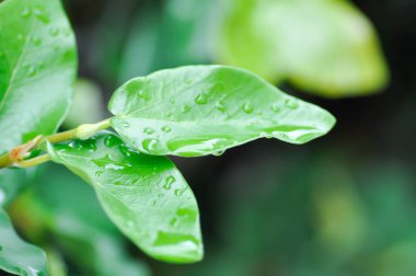 Ficus pumila veya tırmanma inciri veya moraseAE ve yağmur damlası veya çiy damlası