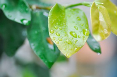 Ficus pumila veya tırmanma inciri veya moraseAE ve yağmur damlası veya çiy damlası