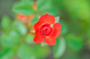 Briosa gülü, kırmızı gül veya bahçe gülü, zaide gülü veya William Christie Rose veya Mary Rose veya Rosa Damascena Mill veya Rose veya Damask gülü veya Rosaceae veya turuncu gül