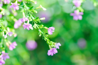 Cuphea hyssopifolia Humb, Cuphea hyssopifolia Kunth veya Elfin Herb veya False Heather veya LYTHRACEAE veya mor çiçek veya küçük çiçek