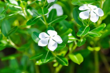 Ludwigia adscendens, West Indian paeriwinkle veya Catharanthus roseus veya Vinca veya Old maid veya Madagasgar menekşesi veya bahçede beyaz çiçek