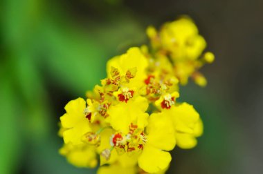 Dans eden kadın orkidesi, O flexuosum x O sphacelatum veya Oncidium veya Oncidium sp Goldiana veya oncidium varicosum, Oncidium Varicosum, Oncidium Variety Goldiana veya orkide veya sarı çiçek