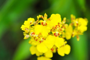 Dans eden kadın orkidesi, O flexuosum x O sphacelatum veya Oncidium veya Oncidium sp Goldiana veya oncidium varicosum, Oncidium Varicosum, Oncidium Variety Goldiana veya orkide veya sarı çiçek