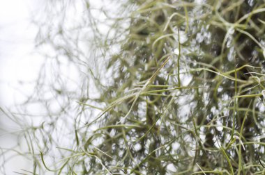 Tillandsia usneoides, İspanyol yosunu ya da BROMELIACEAE ya da asılan bitki