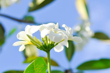 Frangipani, frangipani çiçeği ya da pagoda ağacı ya da çiçekli tapınak ağacı ya da ağaçta beyaz çiçek