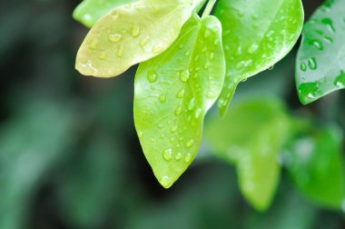 Ficus pumila veya tırmanma inciri veya moraseAE ve yağmur damlası veya çiy damlası