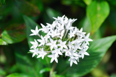 Pentas lanceolata , Egyptian star cluster or RUBIACEAE or Egyptian starcluster or Starflower or White Egyptian starcluster flowers or white flower