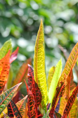 Codiaeum variegatium Blume or Croton, Variegated Laurel or Garden Croton or red leaf or red plant