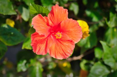 Çin gülü veya Hibiscus veya Hibiscus rosa sinensis veya Hibisceae veya Malvaceae, kırmızı amber çiçeği veya kırmızı çiçek