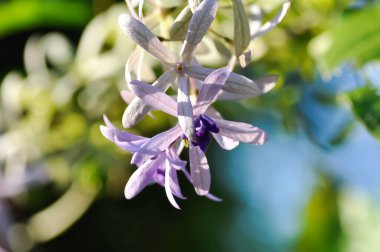 Zımpara kağıdı sarmaşığı, Mor çelenk veya Queens çelengi veya mor çiçek veya menekşe çiçeği