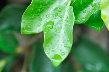 Ficus pumila veya tırmanma inciri veya moraseAE ve yağmur damlası veya çiy damlası