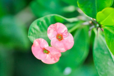 İsa Thorn, Euphorbia milii veya Euphorbiaceae veya bahçede pembe çiçek