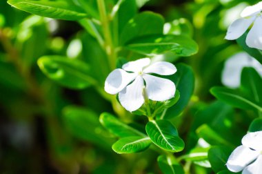 Ludwigia adscendens, West Indian paeriwinkle veya Catharanthus roseus veya Vinca veya Old maid veya Madagasgar menekşesi veya bahçede beyaz çiçek