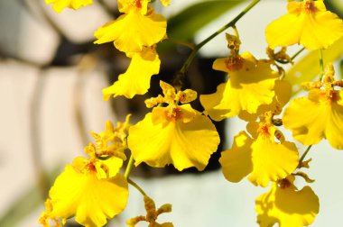 Dans eden kadın orkidesi, O flexuosum x O sphacelatum veya Oncidium veya Oncidium sp Goldiana veya oncidium varicosum, Oncidium Varicosum, Oncidium Variety Goldiana veya orkide veya sarı çiçek