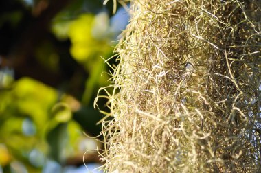 Tillandsia usneoides, İspanyol yosunu veya BROMELIACEAE Bahçede