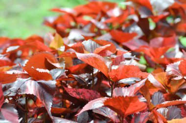 Acalypha wilkesiana, Copperleaf veya Beefsteak plant veya Fire dragon plant veya kahverengi bitki veya kahverengi bitki