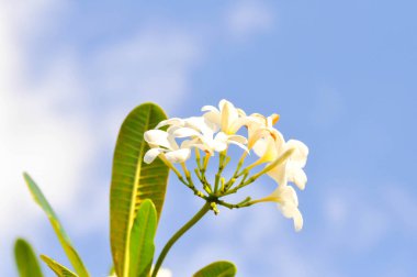 Frangipani, frangipani çiçeği ya da pagoda ağacı ya da çiçekli tapınak ağacı ya da ağaçta beyaz çiçek