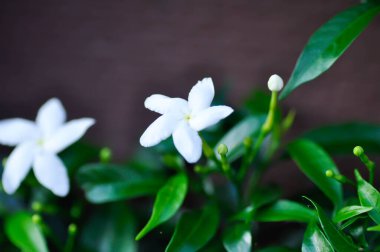 Cape Jasmine, Gardenia Jasminoides veya Gardenya veya Crepe Jasmine veya Arctic Snow veya Samanyolu veya Kar Tanesi veya RUBIACEAE veya bahçede beyaz çiçek