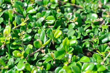 Carmona retusa Vahl Masam or BORAGINACEAE , Carmona retusa or leaves background or small leaf