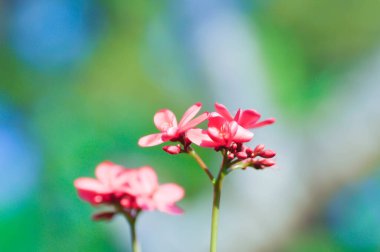 Pamuk jatropha, EUPHORBIACEAE veya Jatropha integerrima veya Jatropha integerrima Jacq veya Peregrina veya Spicy jatropha veya pembe çiçek veya fuşya çiçeğini bahçeye bıraktı